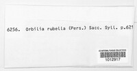 Orbilia rubella image